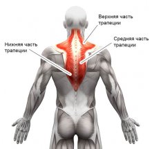 Прокачиваем трапецию: особенности анатомии мышцы и эффективные упражнения
