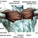 Упражнения, которые помогут прокачать грудные мышцы в зале и дома